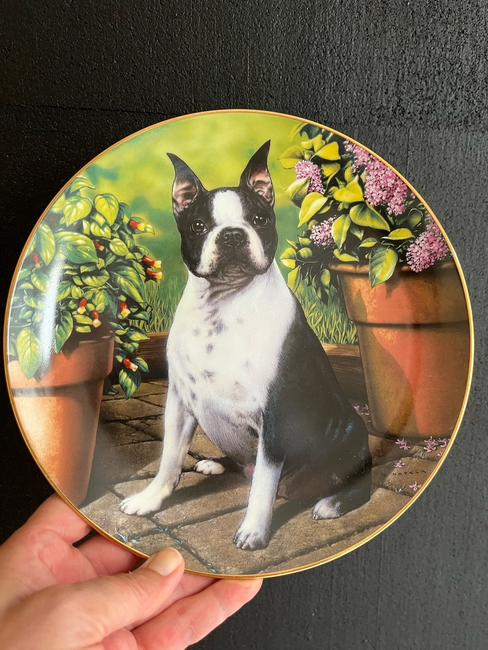 Boston Terrier with Lilacs Decorative Wall Plate